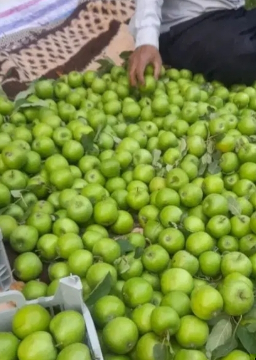 فروش سیب زیر درختی گرن اسمیت