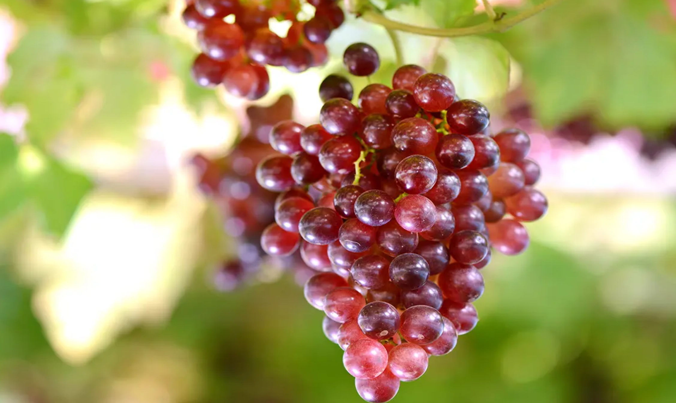 فروش انگور شرابی