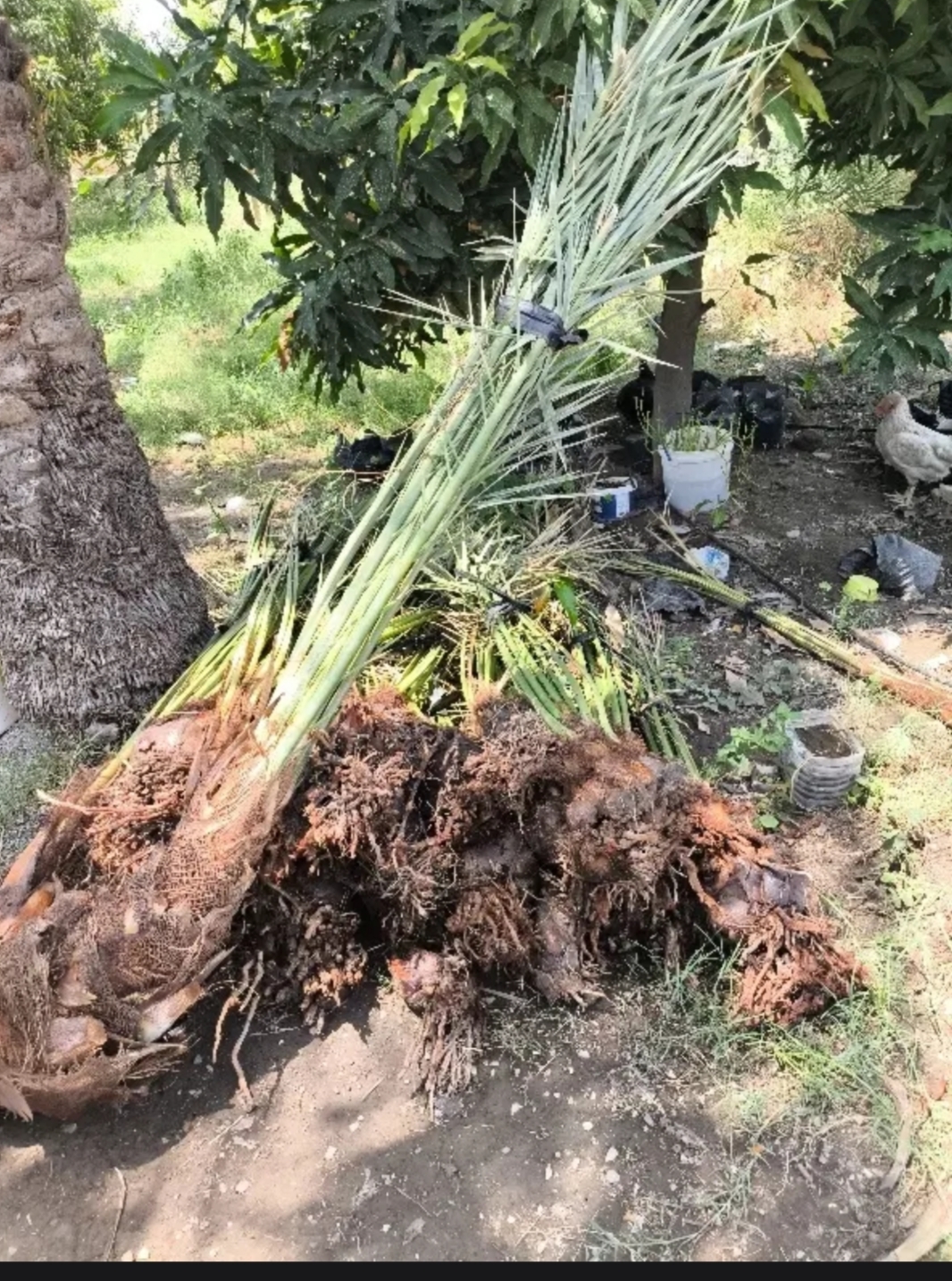 فروش نهال خرما