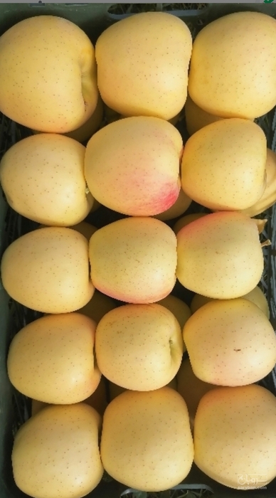 فروش سیب زرد