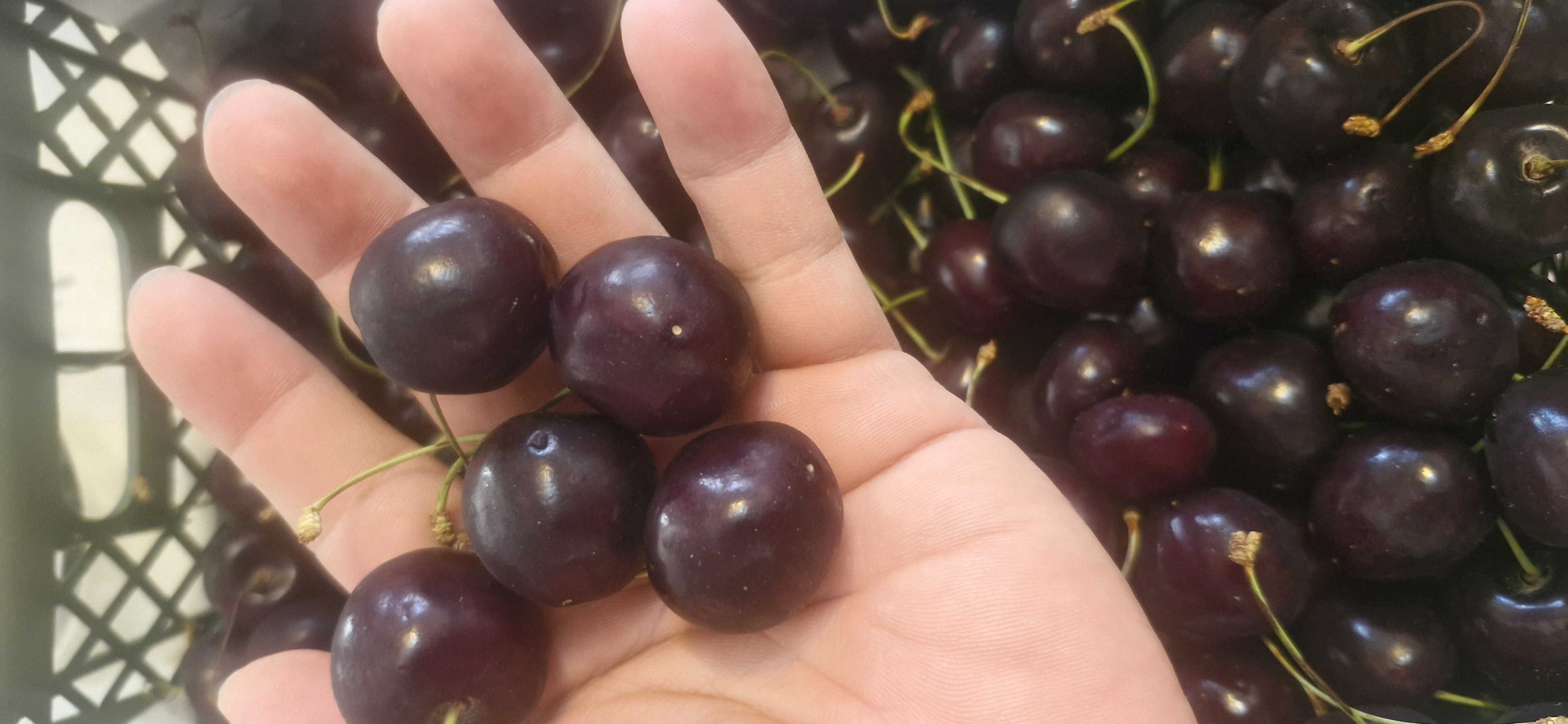 فروش گیلاس
