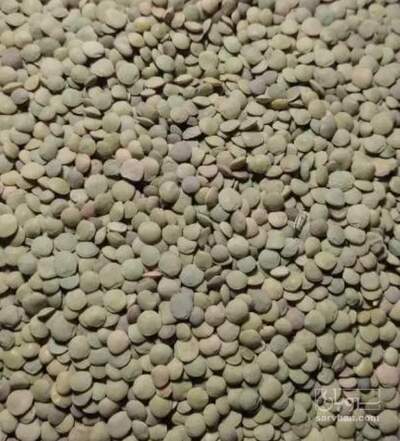 فروش عدس