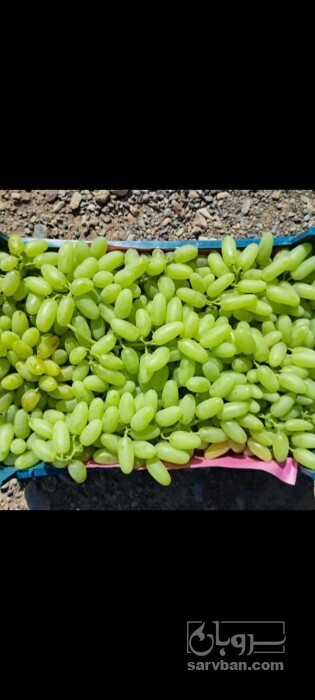 فروش انگور