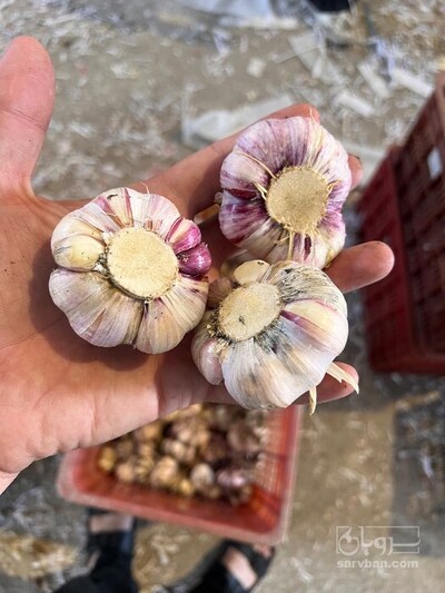 فروش سیر