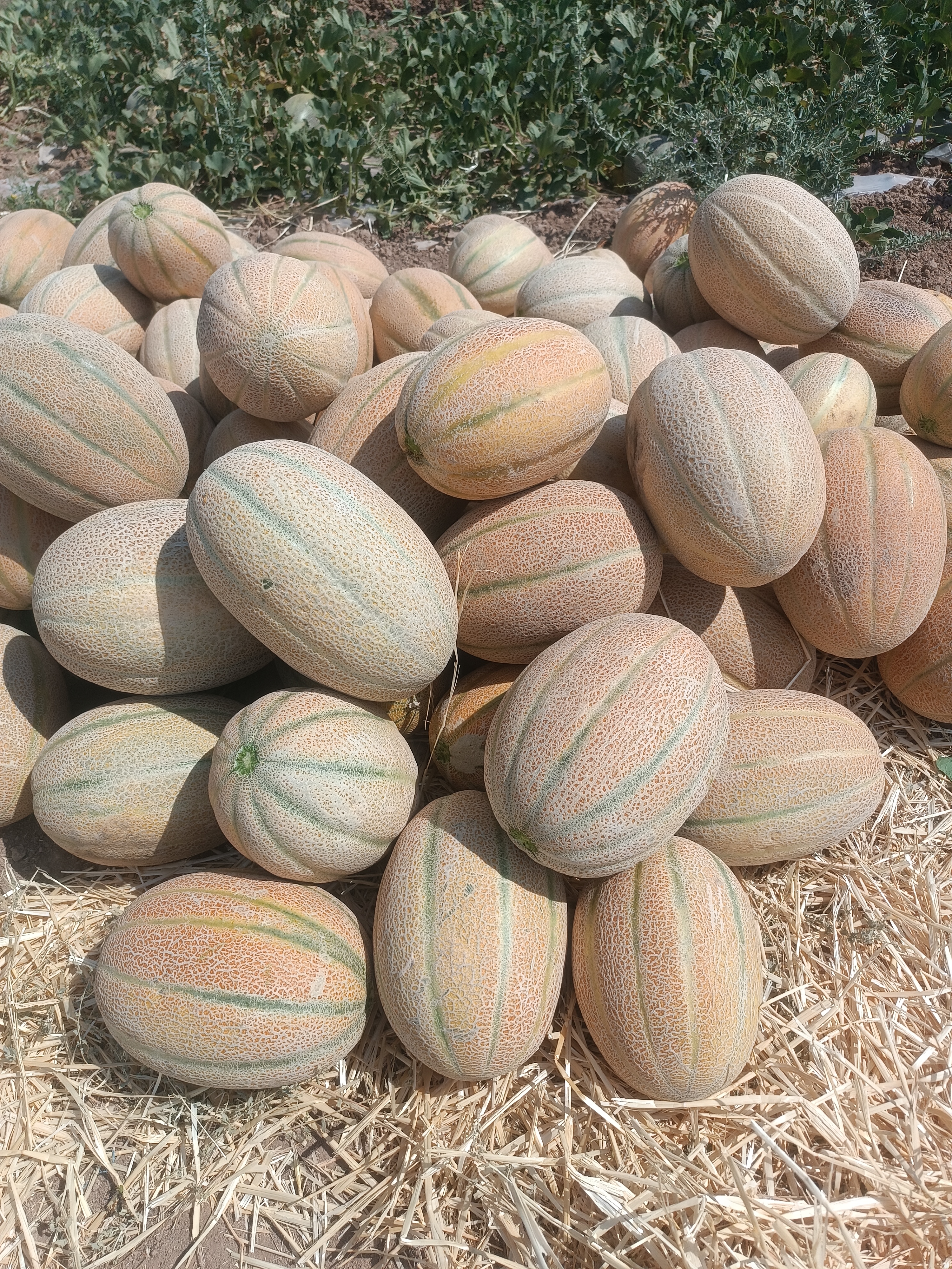 فروش طالبی جانا