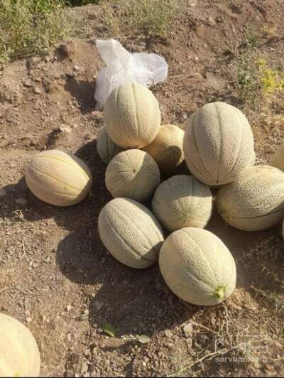 فروش طالبی جانا