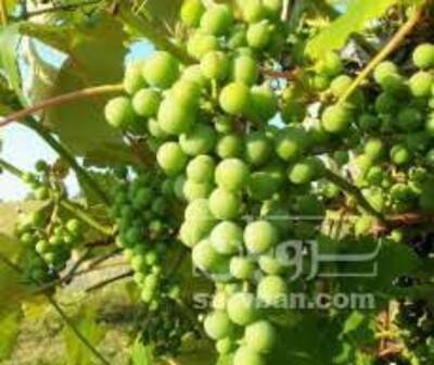 فروش غوره