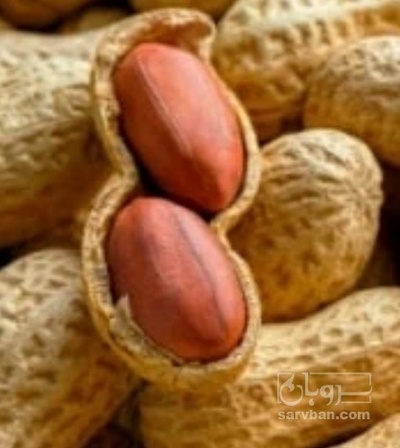 فروش بادام زمینی