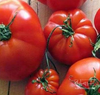 فروش گوجه فرنگی