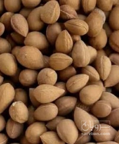 فروش بادام تلخ کوهی