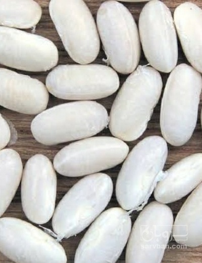 فروش لوبیا سفید