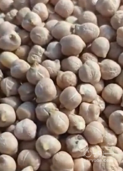 فروش نخود