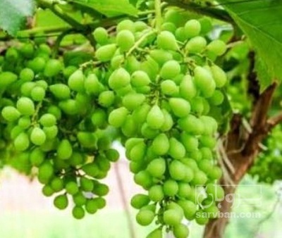 فروش غوره