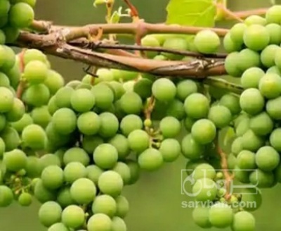 فروش غوره