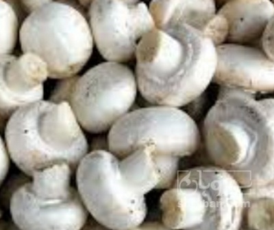فروش قارچ دکمه ای