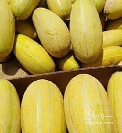 فروش خربزه