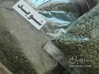 فروش شوید خشک (گیاه‌ دارویی)