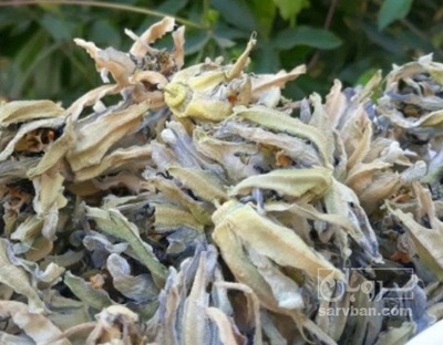 فروش گل ساعتی (گیاه‌ دارویی)