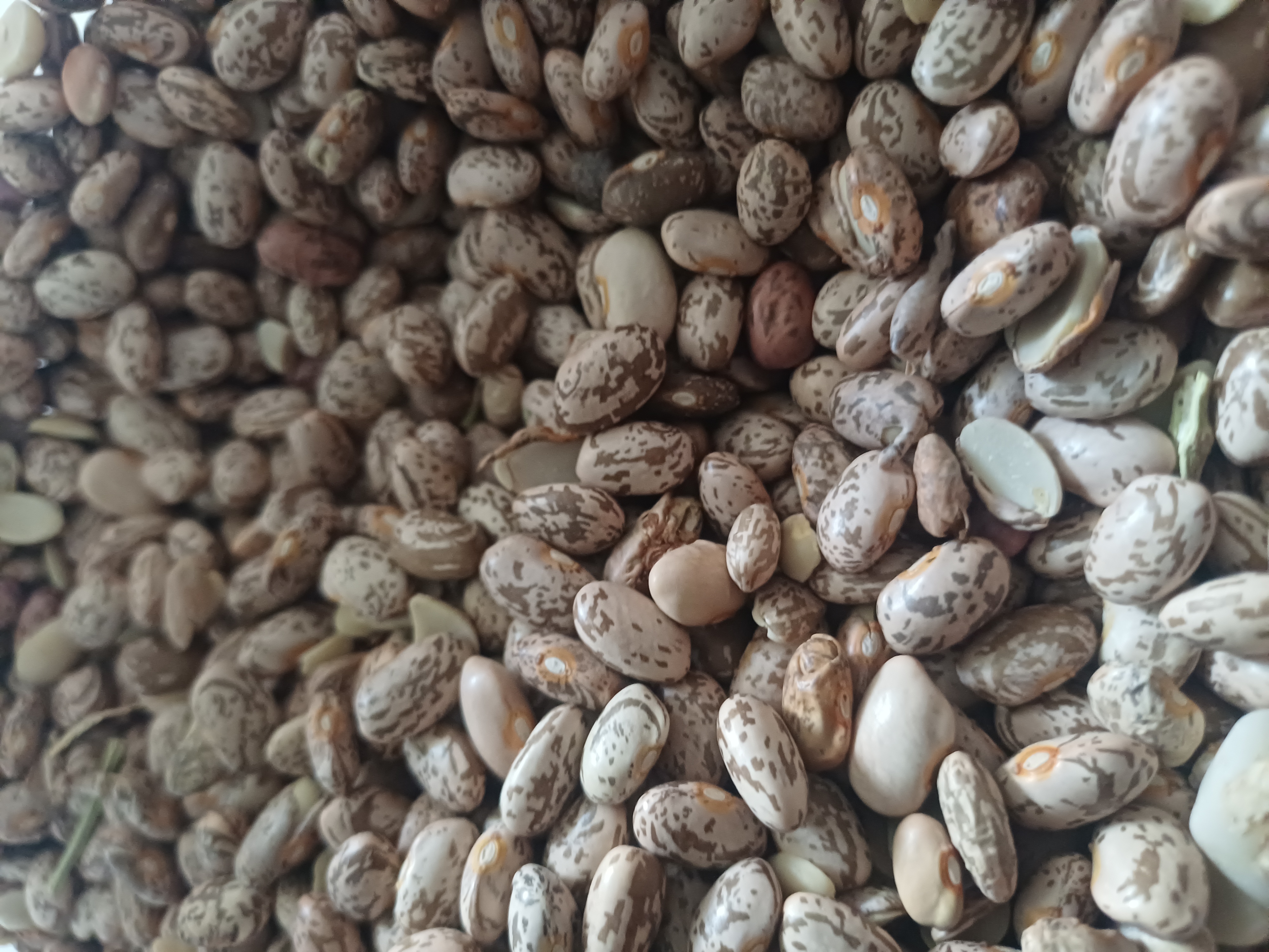 فروش لوبیا چیتی