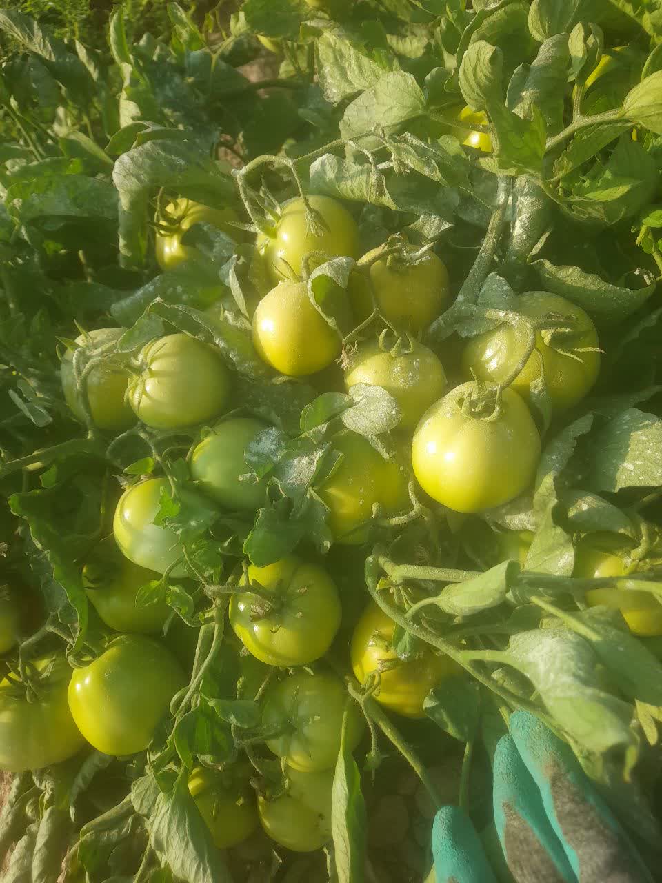 گوجه فرنگی