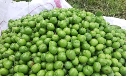 فروش گوجه سبز