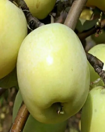 فروش سیب فرانسه