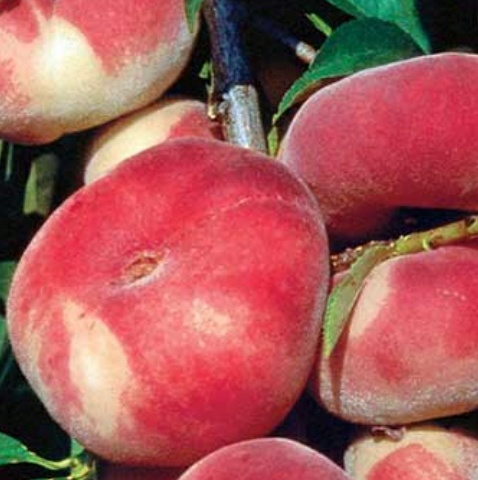 فروش هلو انجیری