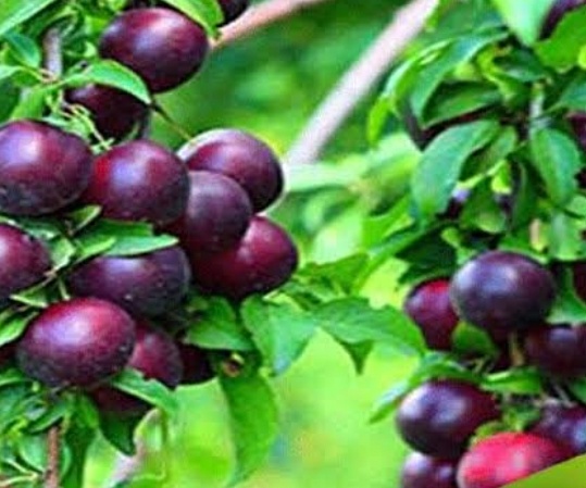 فروش آلو انجلو