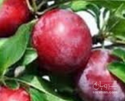 فروش هلو البرتا