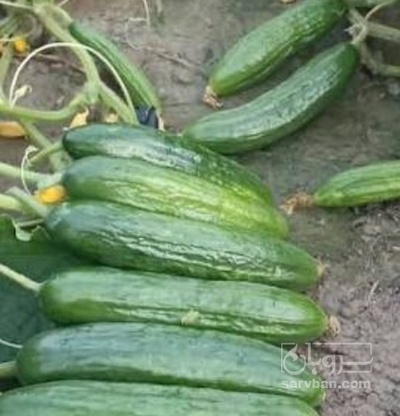 فروش خیار
