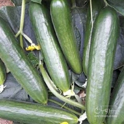 فروش خیار خیارشوری