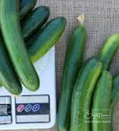 فروش خیار تره باری