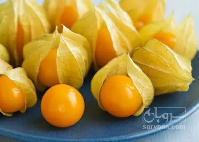 فروش فیسالیس - میوه