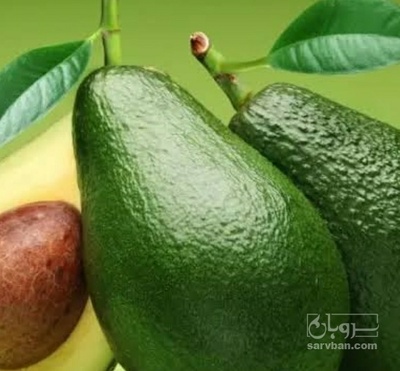 فروش آووکادو