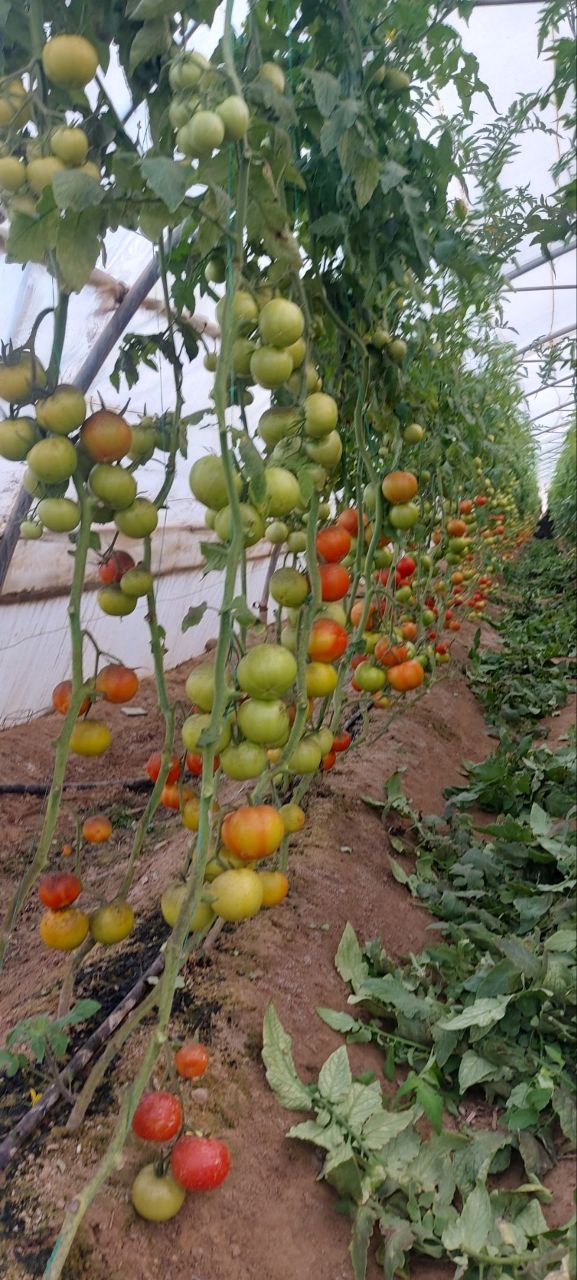 فروش گوجه فرنگی
