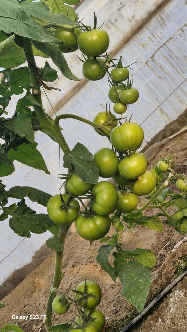 فروش گوجه فرنگی