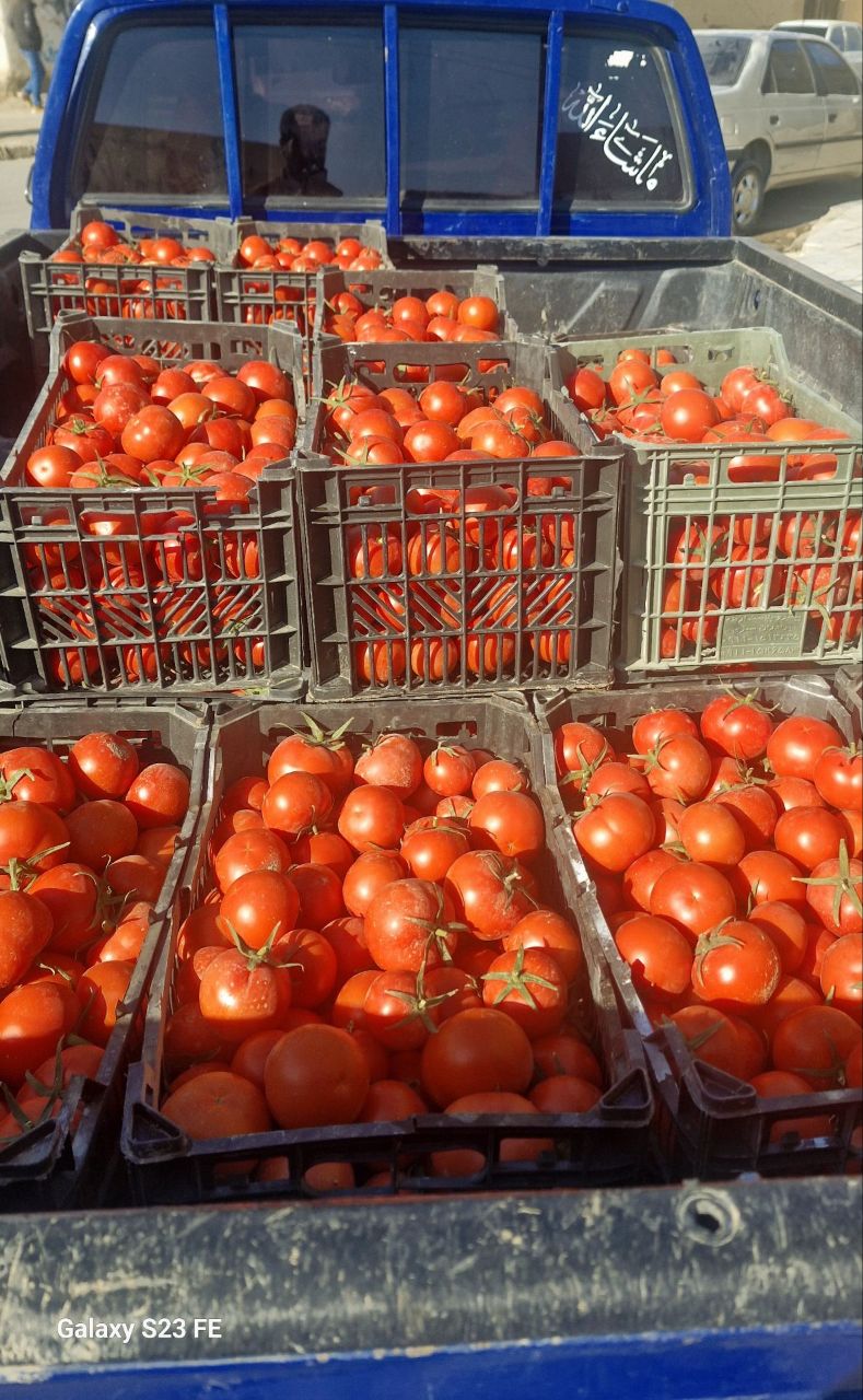 فروش گوجه فرنگی