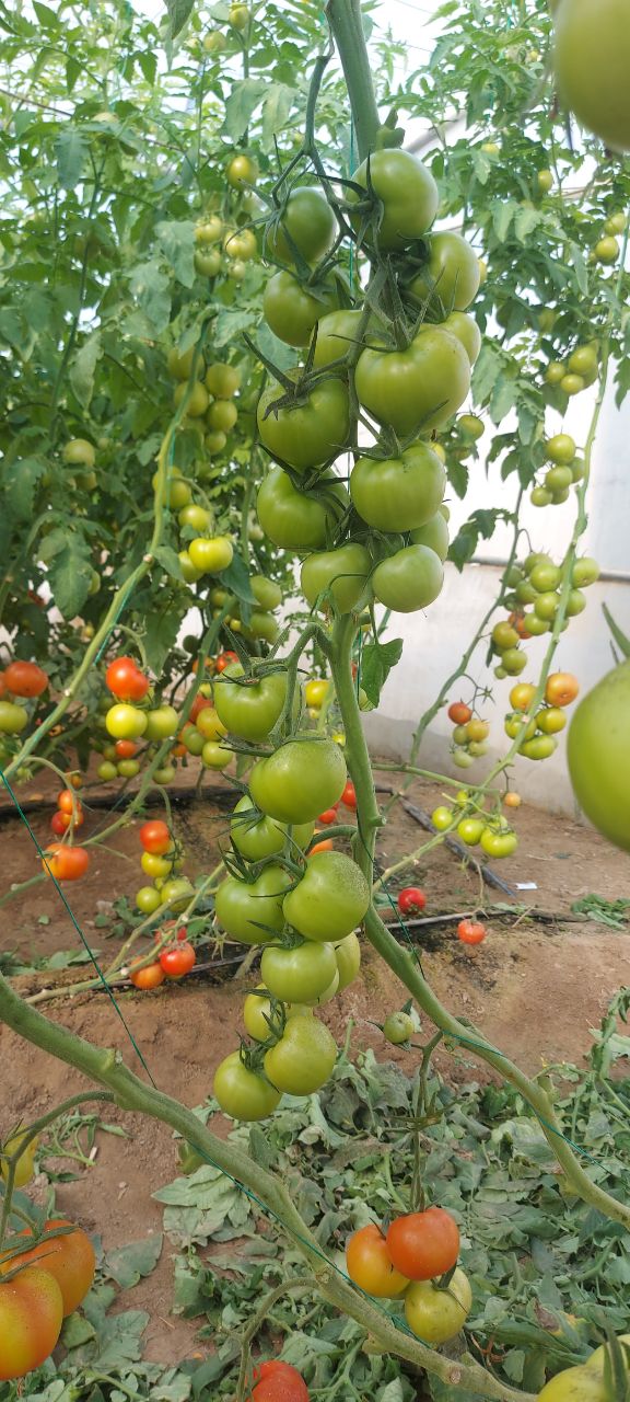 فروش گوجه فرنگی