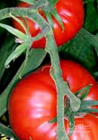 فروش گوجه فرنگی