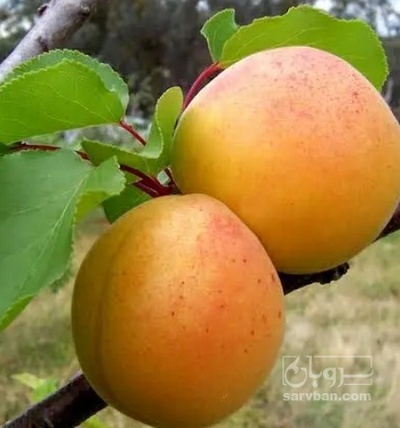 فروش زردآلو