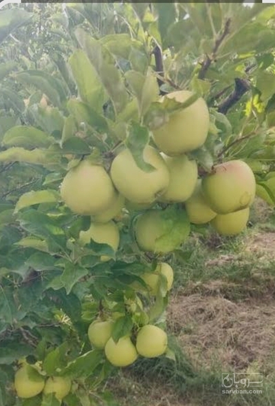 فروش سیب سفید