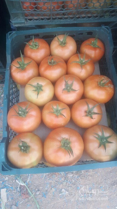 فروش گوجه فرنگی