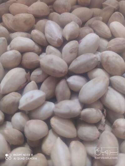 فروش پسته