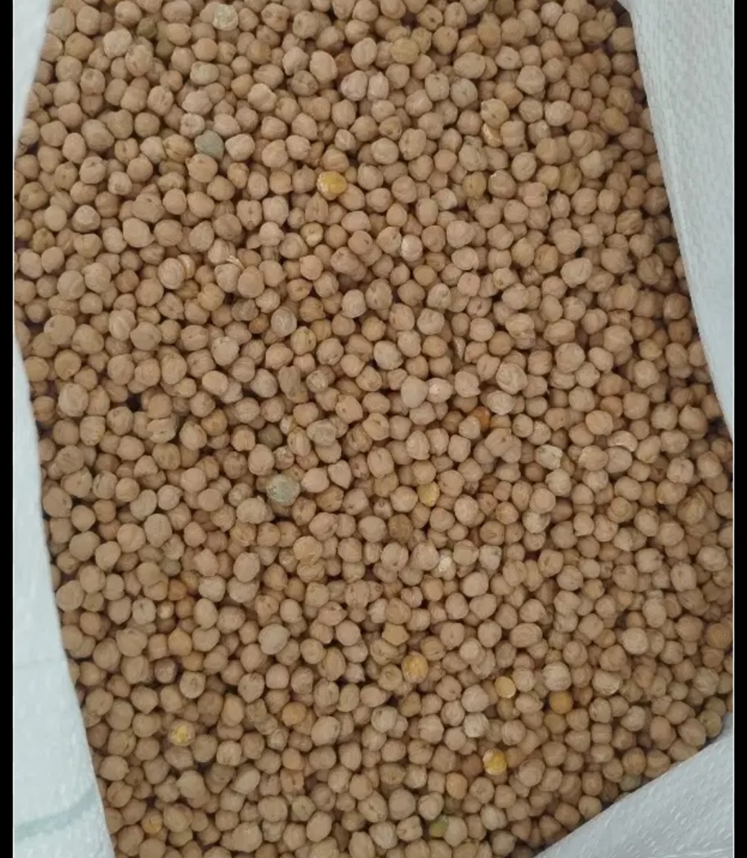 فروش نخود