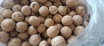 فروش لیمو عمانی (گیاه‌ دارویی)