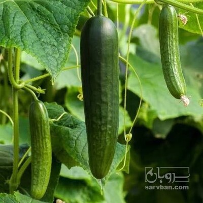 فروش خیار