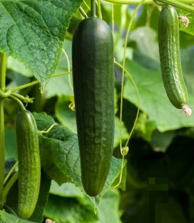 فروش خیار