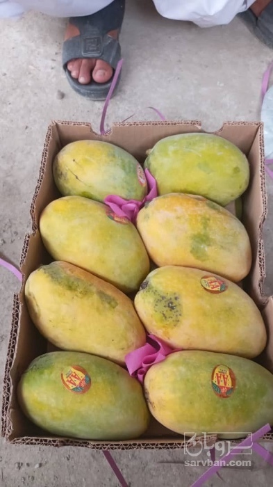 فروش انبه