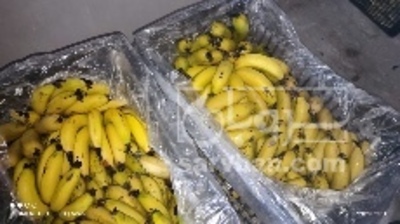فروش موز