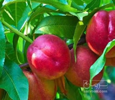 فروش شلیل